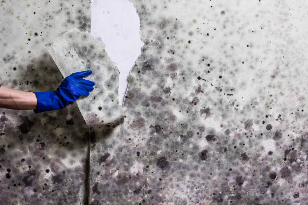 Best Post-Flood Mold Remediation in Penrose, CO